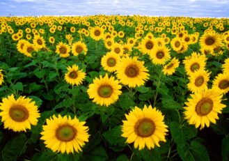 Sunflower Sunflower Field Flora