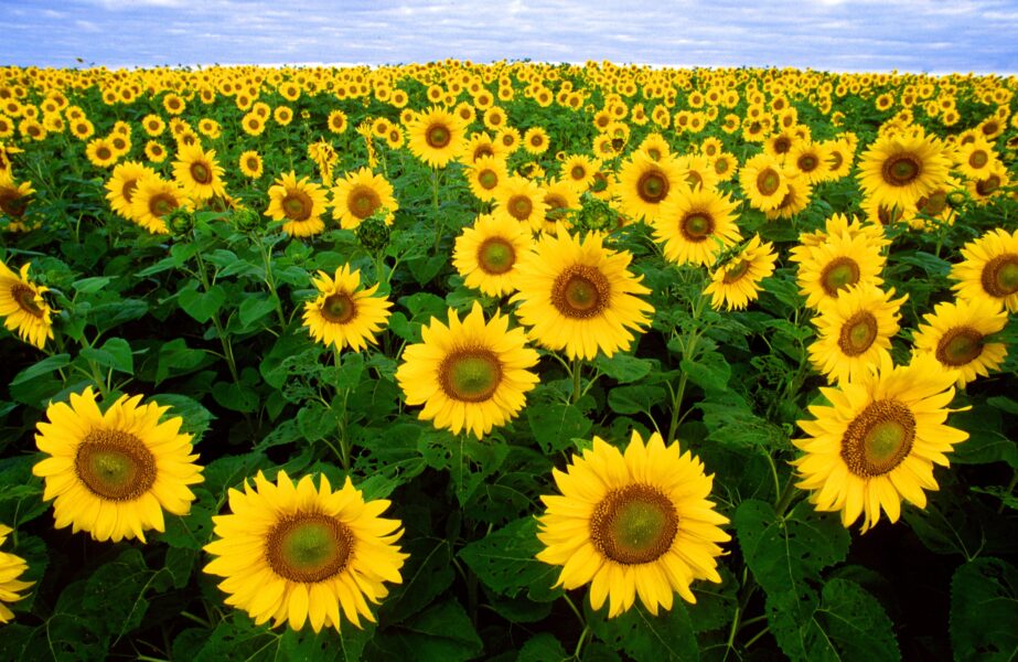 Sunflower Sunflower Field Flora